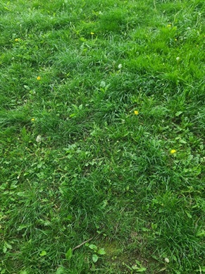 Burns Park ground - grass